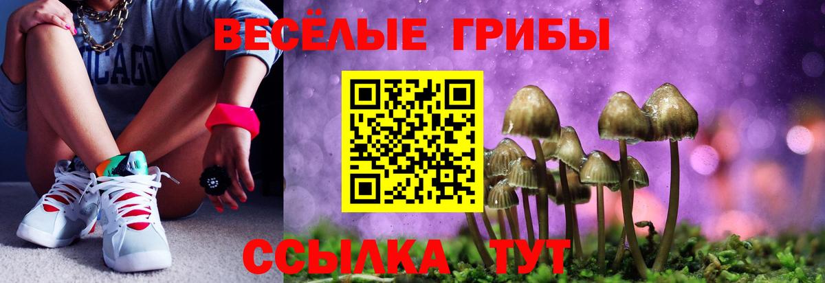Тверь  Псилоцибиновые грибы GOLDEN TEACHER  Вход с VPN  Псилоцибиновые грибы прущие грибы 